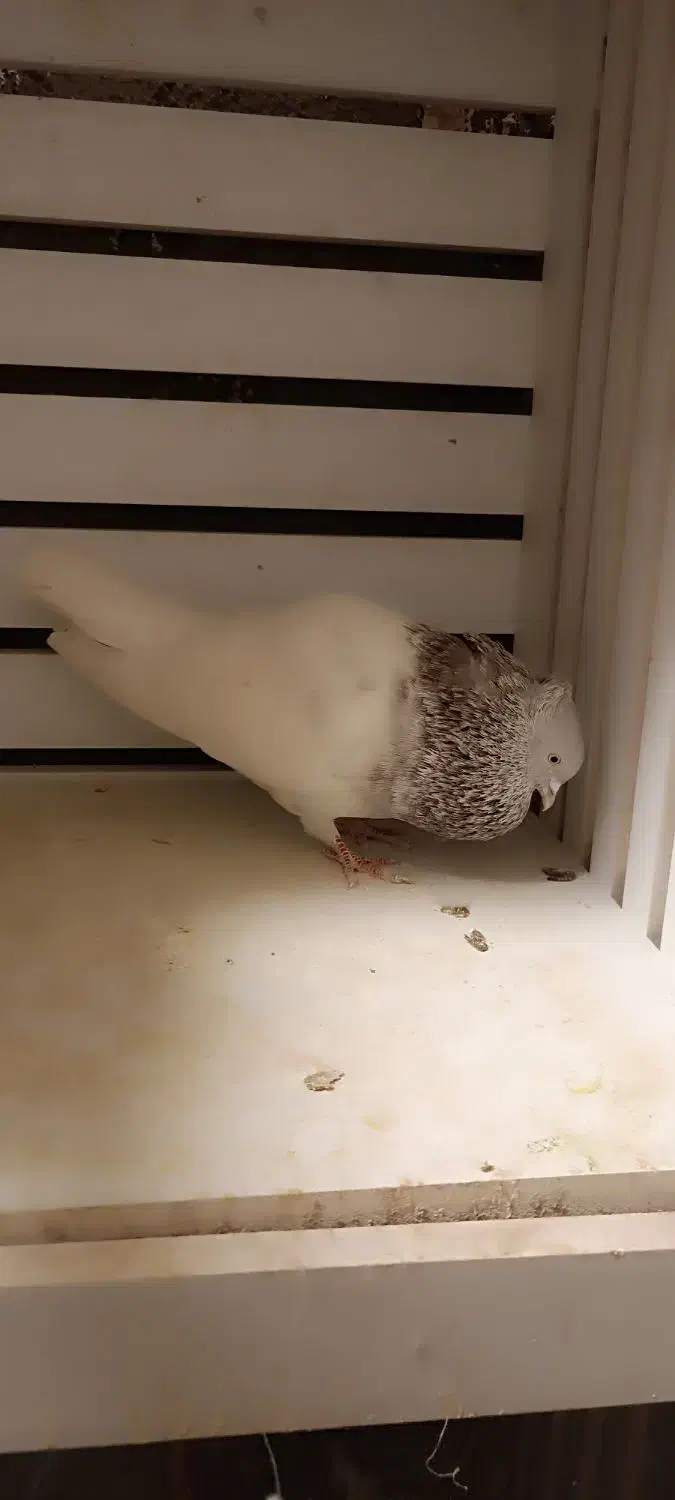 کفتر کله|پرنده|مشهد, رده|دیوار