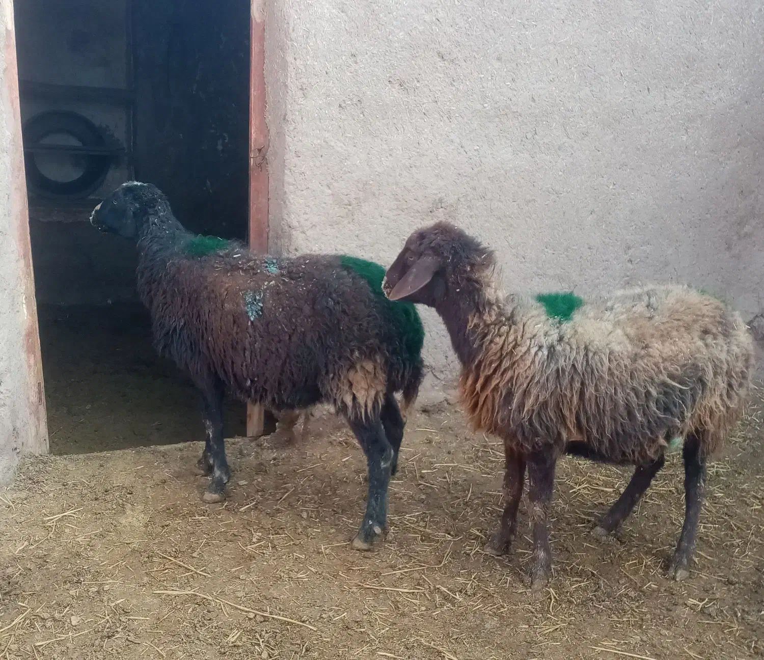 2راس میش آبستن، تخفیف ویژه برای روز مادر|حیوانات مزرعه|کدکن, |دیوار