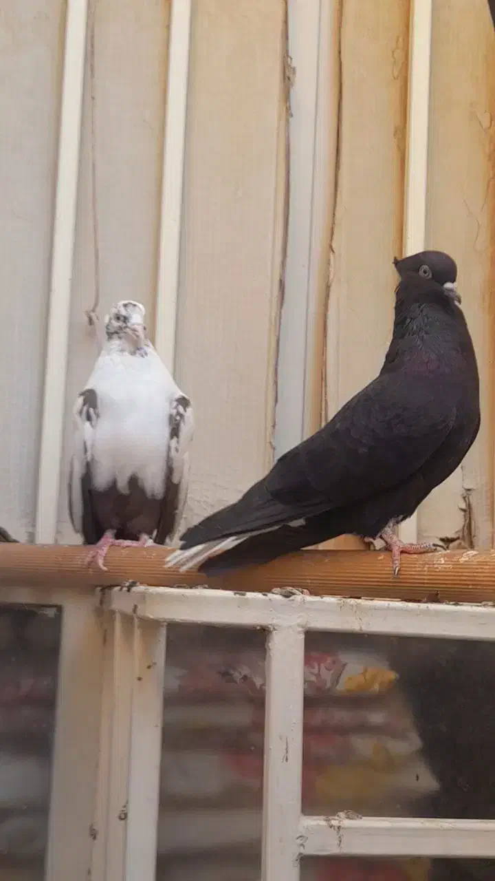 سیاه دمسفید ماده رامهرمز|پرنده|اهواز, بعثت|دیوار