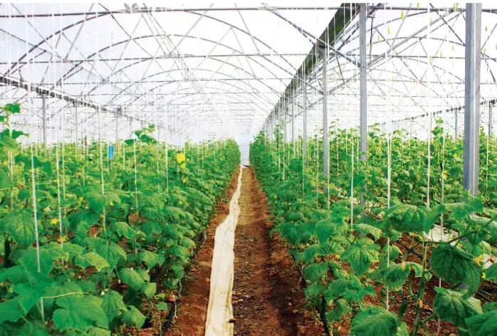 فروش زمین گلخانه در سایت جلفا|فروش دفتر صنعتی، کشاورزی، تجاری|جلفا, |دیوار