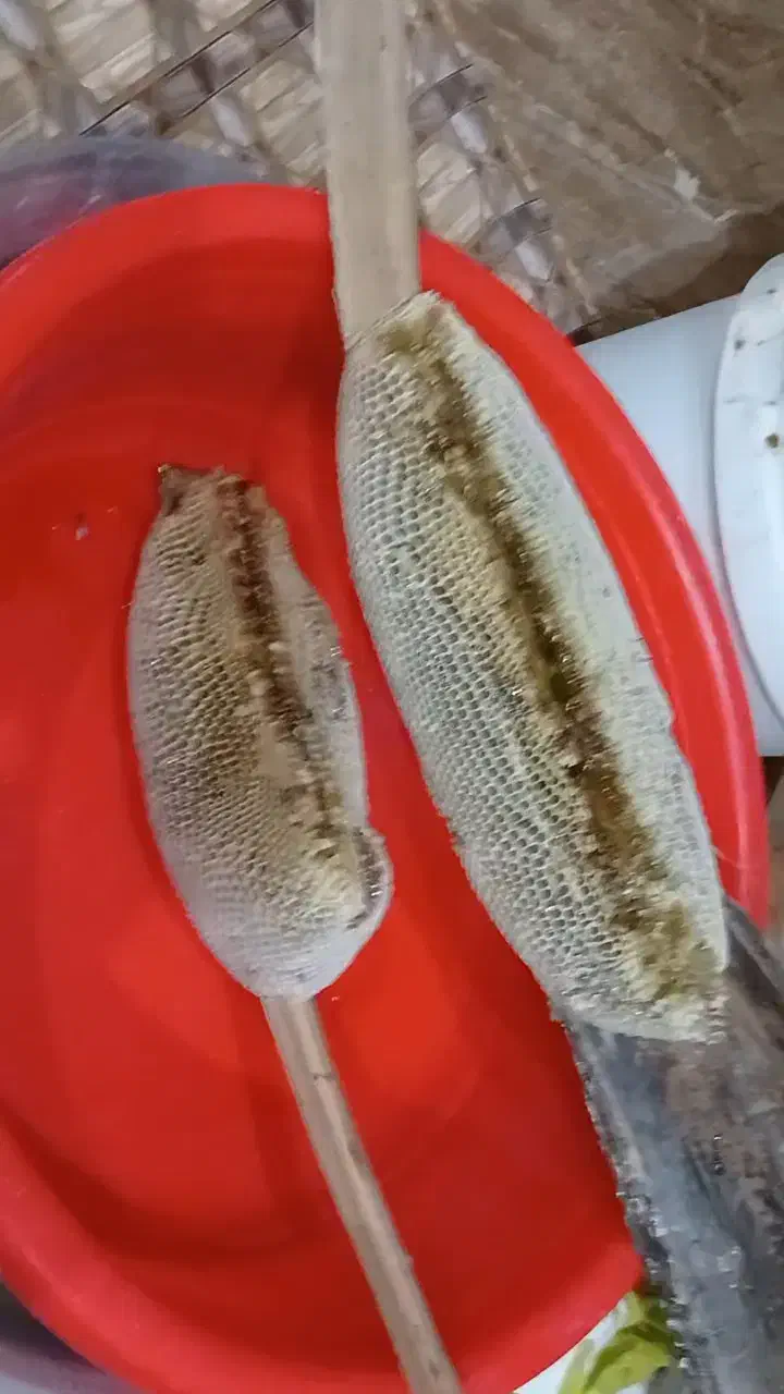 عسل  بهترینهای  گل کنار  و  لگجی|خوردنی و آشامیدنی|اهواز, اسماعیلیه|دیوار