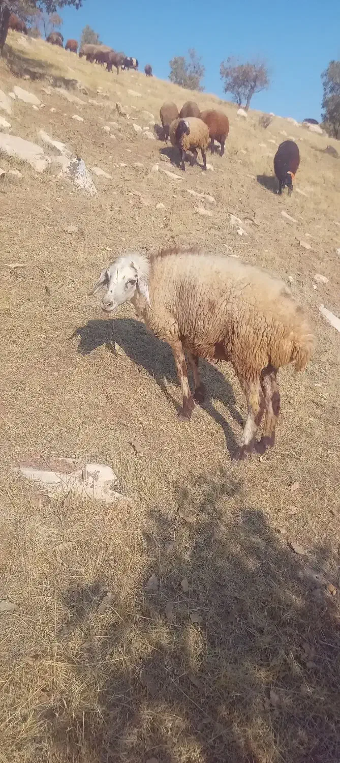 بره ماده|حیوانات مزرعه|کوهدشت, |دیوار