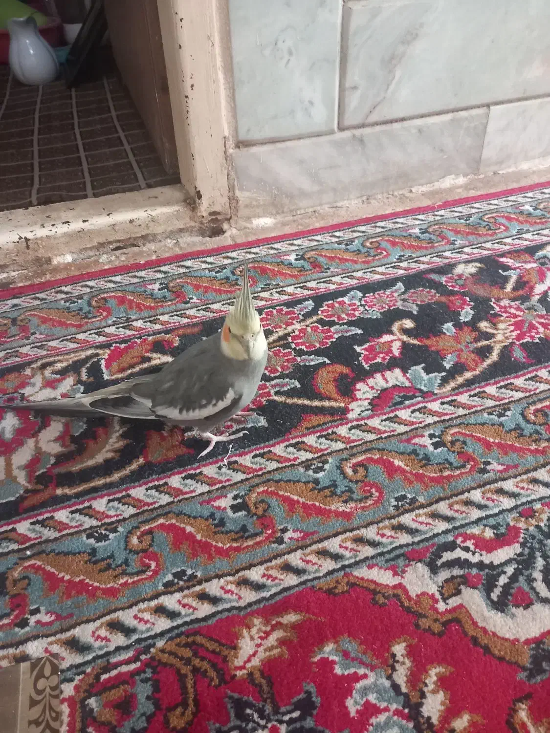 عروس هلندی|پرنده|شیروان (خراسان), |دیوار