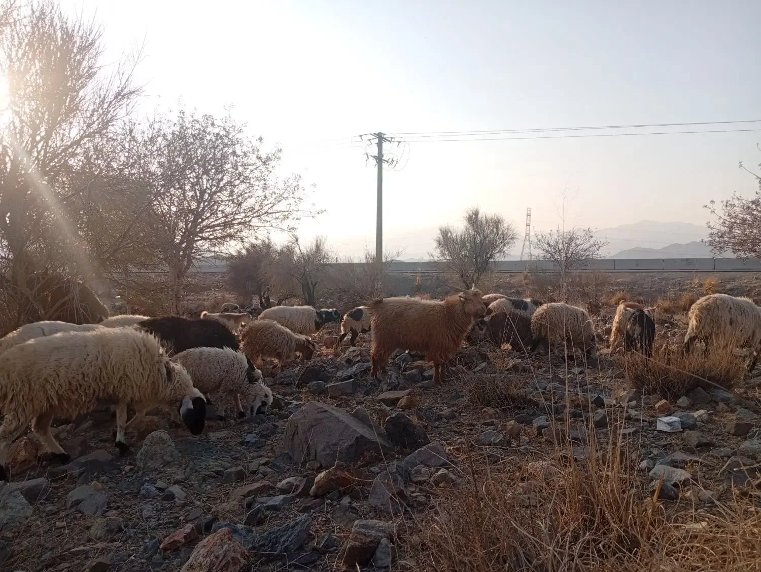 گوسفند|حیوانات مزرعه|جبالبارز, |دیوار