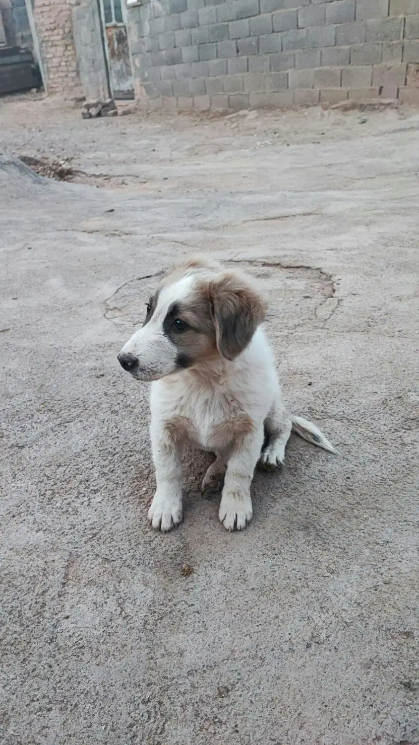 توله سگ|سگ|تربت جام, میان جام|دیوار