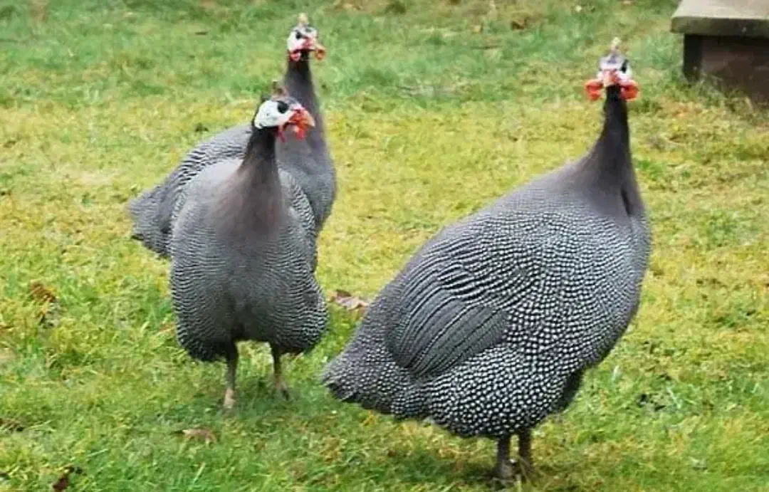 مرغ شاخ دار|حیوانات مزرعه|زرندیه, |دیوار