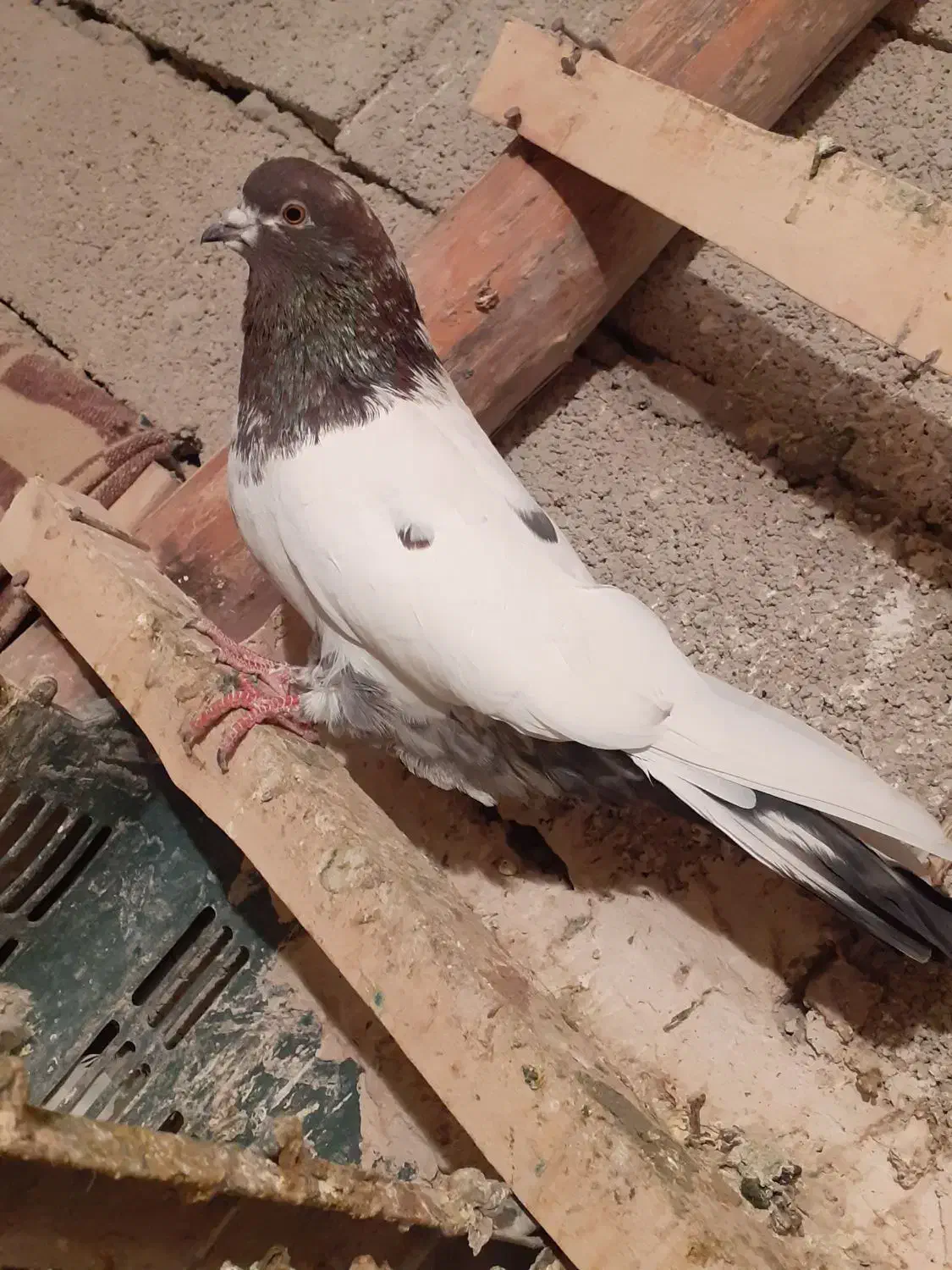 کبوتر کله دار|پرنده|همدان, |دیوار