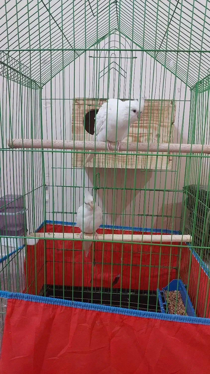 عروس هلندی|پرنده|بندرعباس, |دیوار