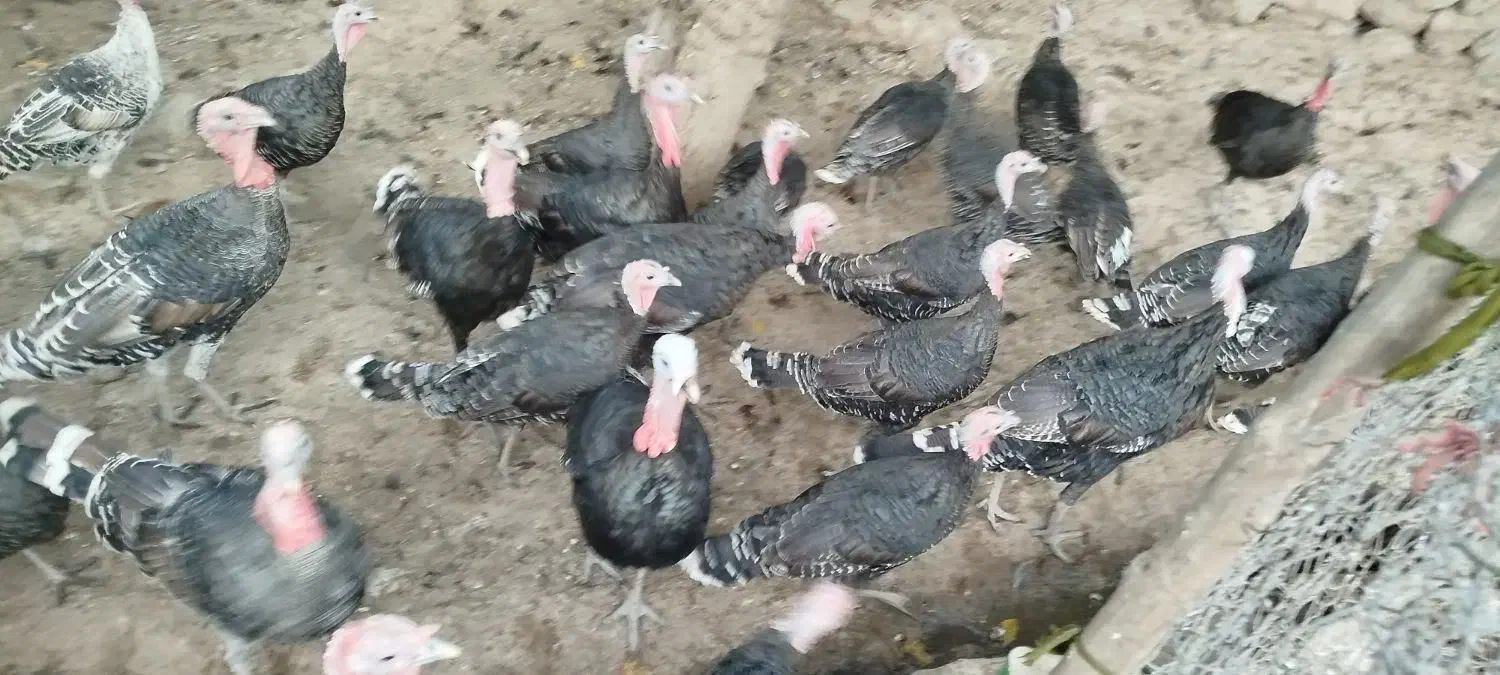 روستای هلوش|حیوانات مزرعه|پلدختر, |دیوار