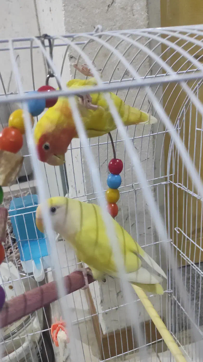 پرنده|پرنده|چناران, |دیوار