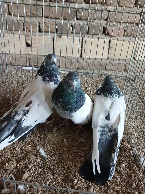 کله دم سبز|پرنده|بروجرد, |دیوار