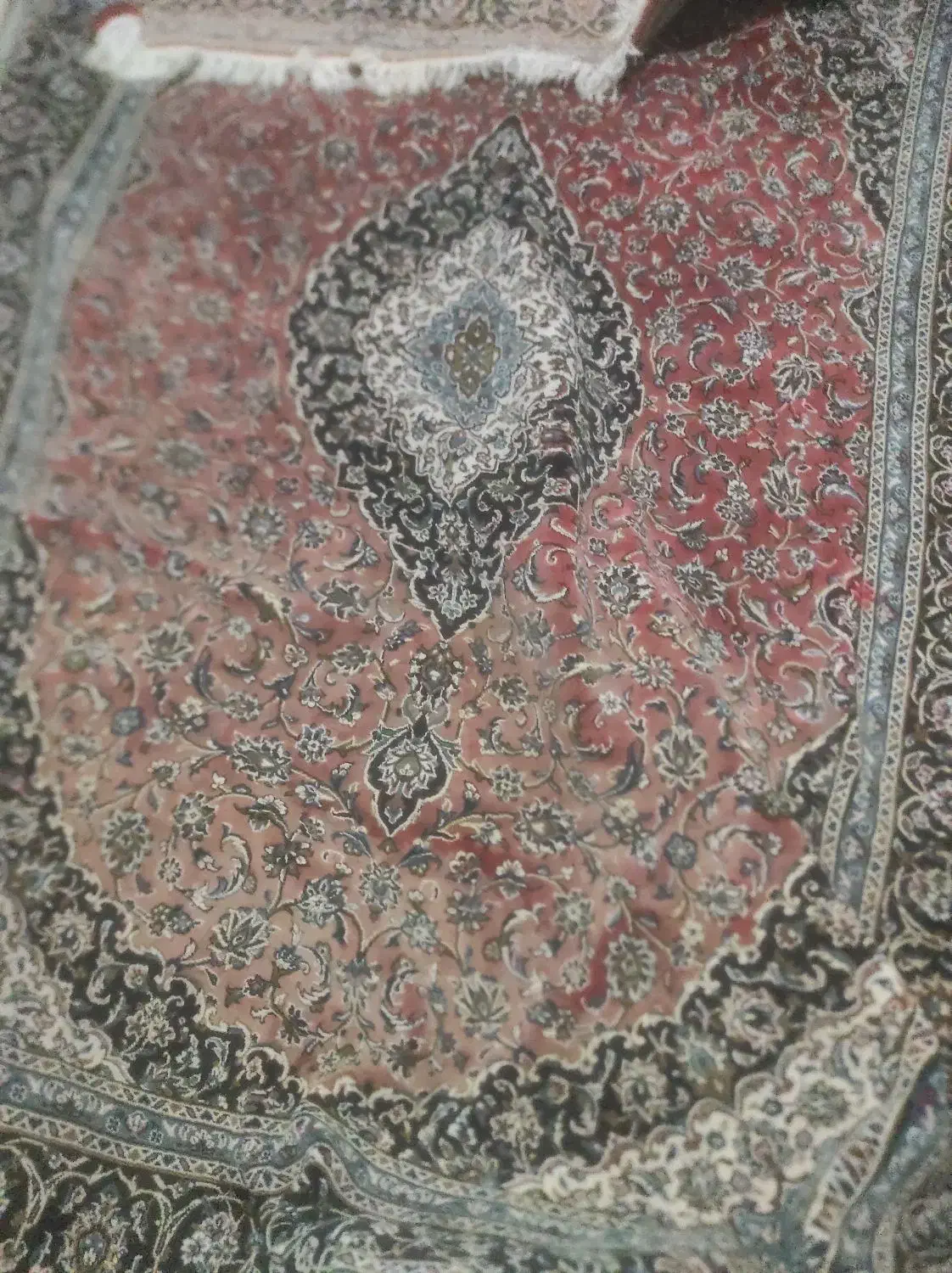 گل زیبا|گل و گیاه طبیعی|تالش, هشتپر|دیوار