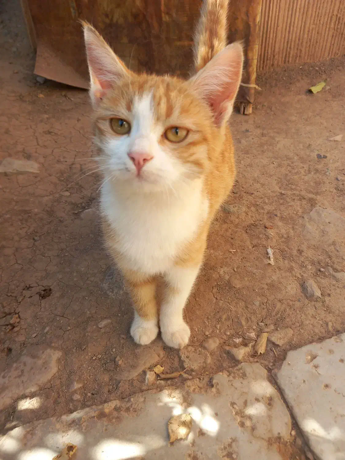 گربه رایگان|گربه|تربت‌حیدریه, بالا ولایت|دیوار