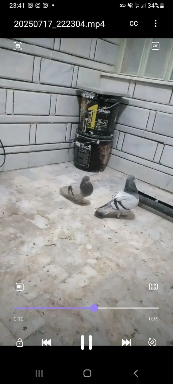 کبوتر گم شده|پرنده|ازنا, |دیوار