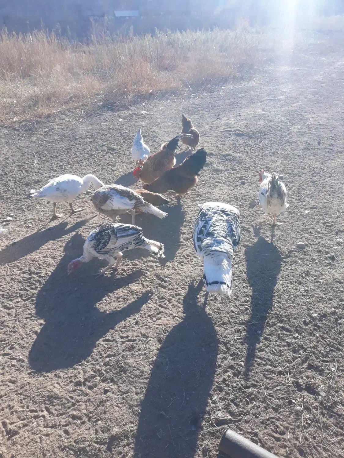 تعدادی بوقلمون و غاز و خروس و مرغ|حیوانات مزرعه|نمین, |دیوار