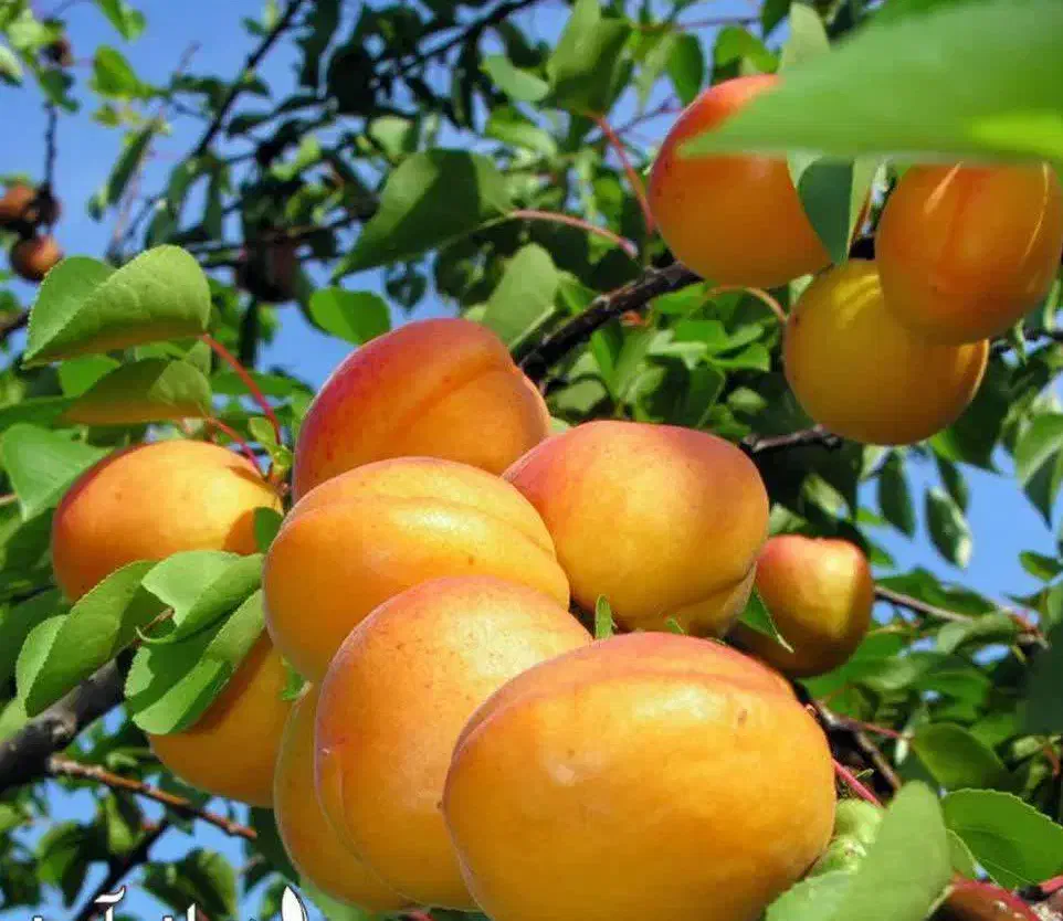 پیش فروش نهال زردآلو عسگراباد رقم تجاری|خدمات باغبانی و درختکاری|چنارود, |دیوار