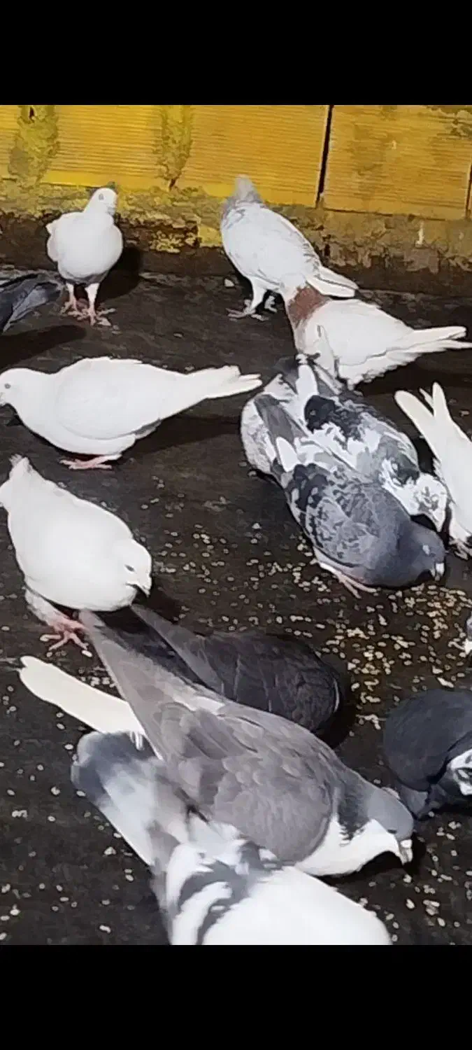 کبوتر گمشده|حیوانات|نیشابور, شریعتی|دیوار