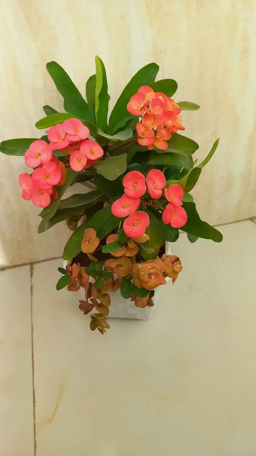 گل مرجان گلدرشت|گل و گیاه طبیعی|تبریز, |دیوار