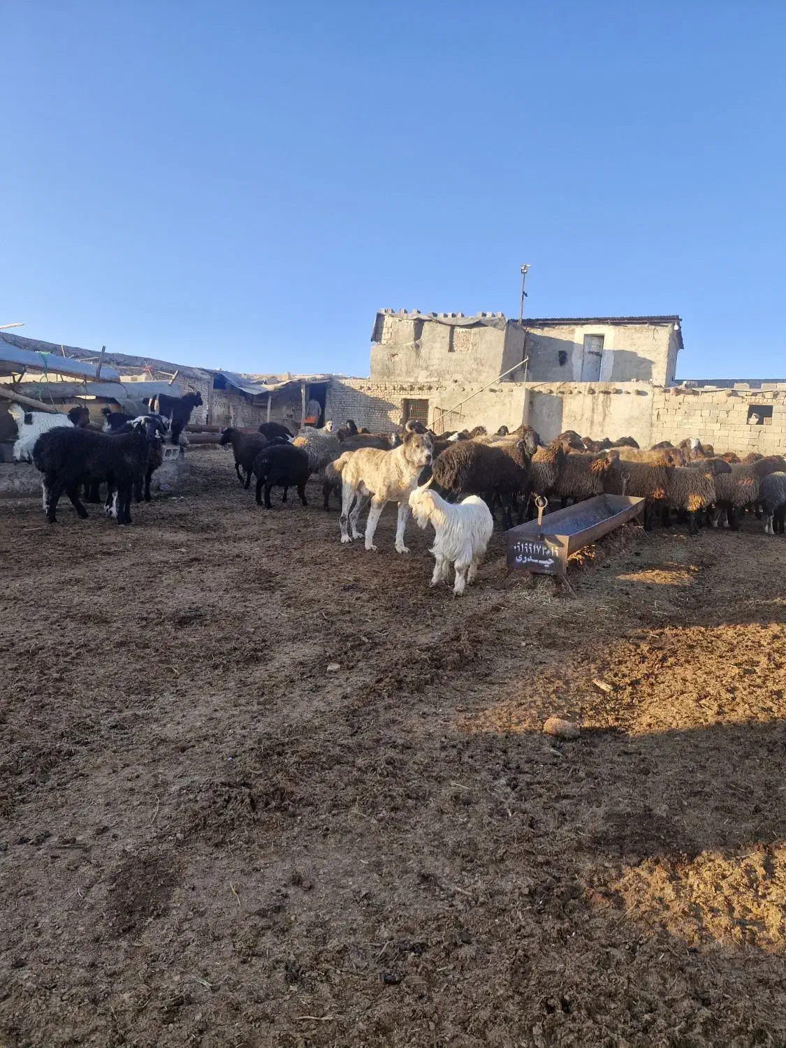 سگ گله ایی|سگ|چهارباغ, |دیوار