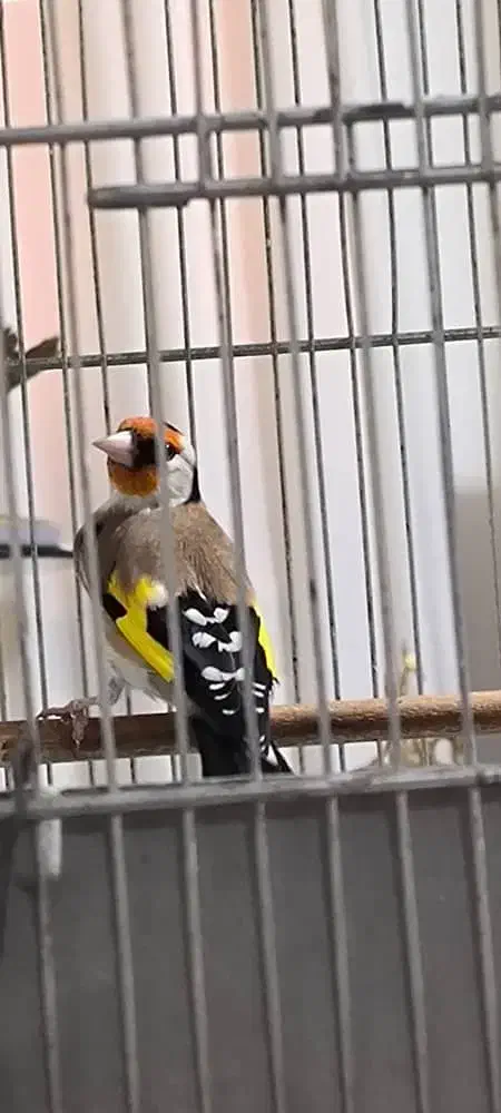 سهره زیبا خوش رخ جوجه قفس|پرنده|شهریار, شهرک شاهد|دیوار