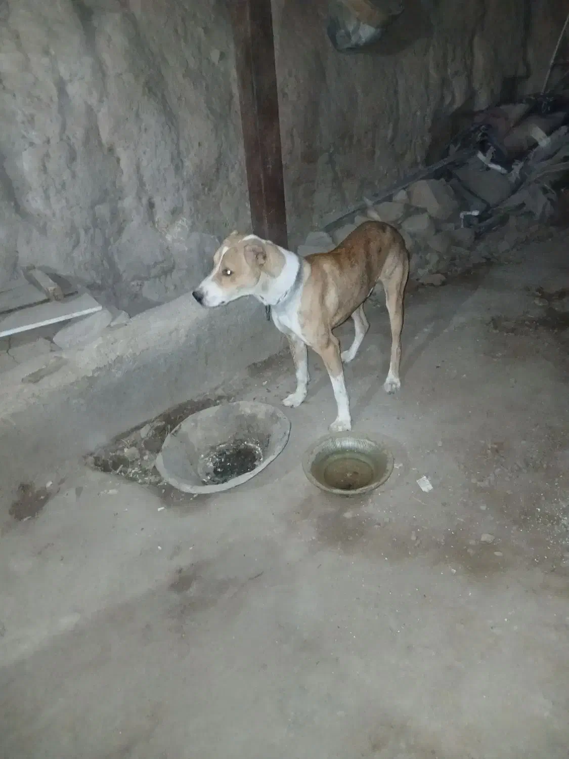 سگ نژاد دار|سگ|تاکستان, |دیوار