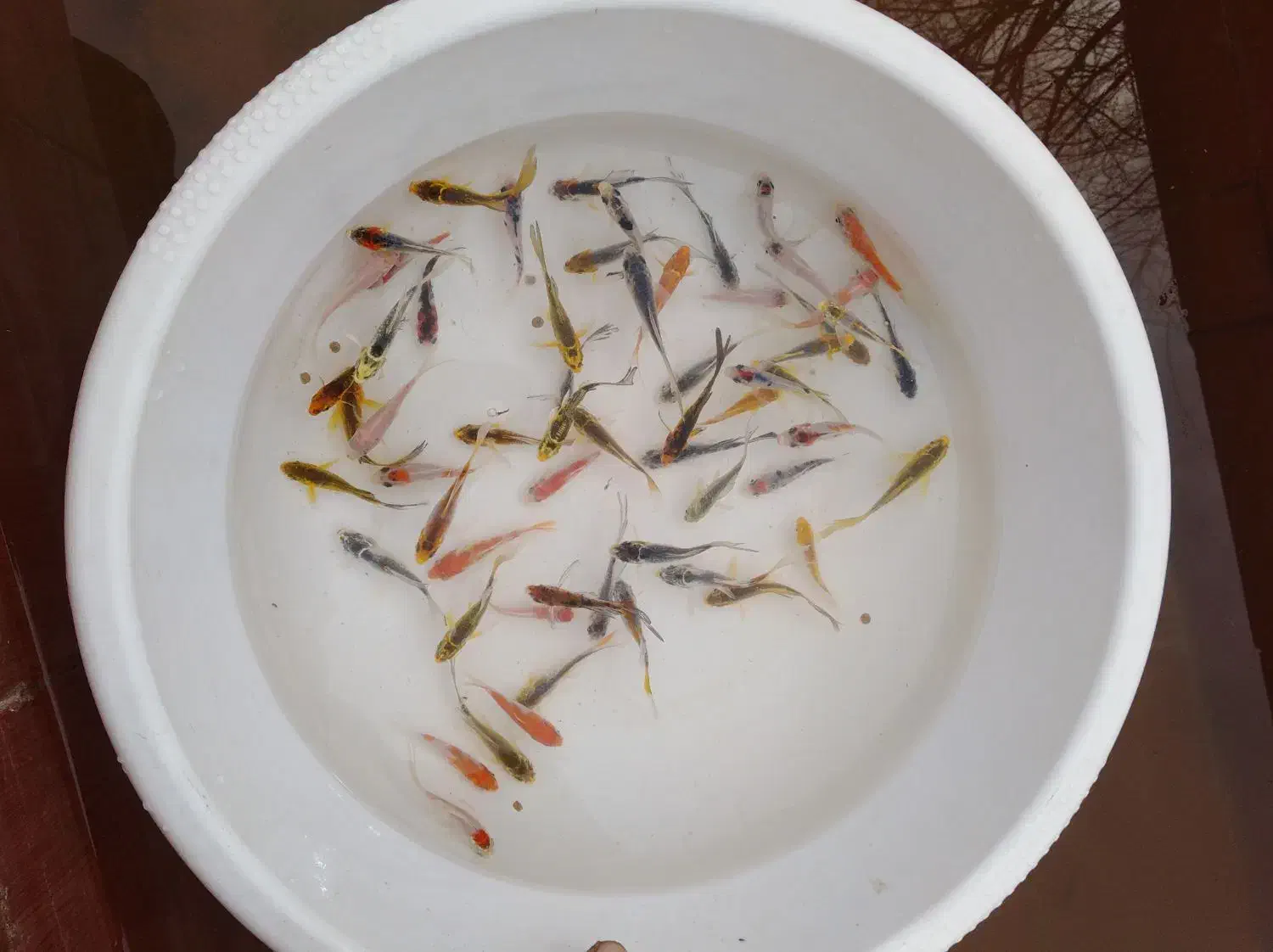 ماهی کوی و غذای ماهی و ارتمیا|ماهی|مشهد, استاد یوسفی (شهرک غرب)|دیوار