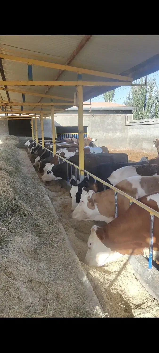 گاوداری|استخدام صنعتی، فنی، مهندسی|میاندوآب, |دیوار