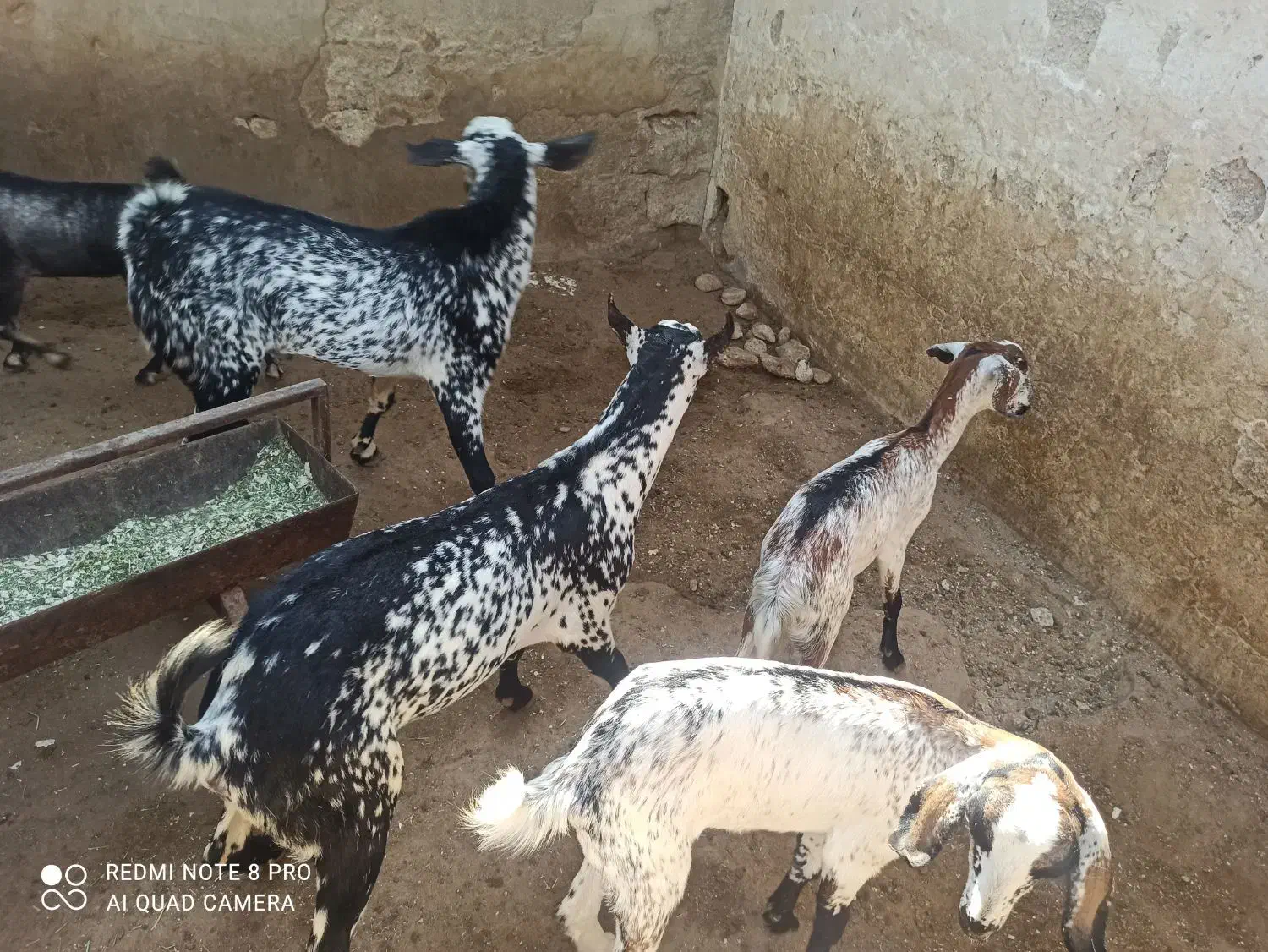 فروش کهر|حیوانات مزرعه|درگهان, |دیوار