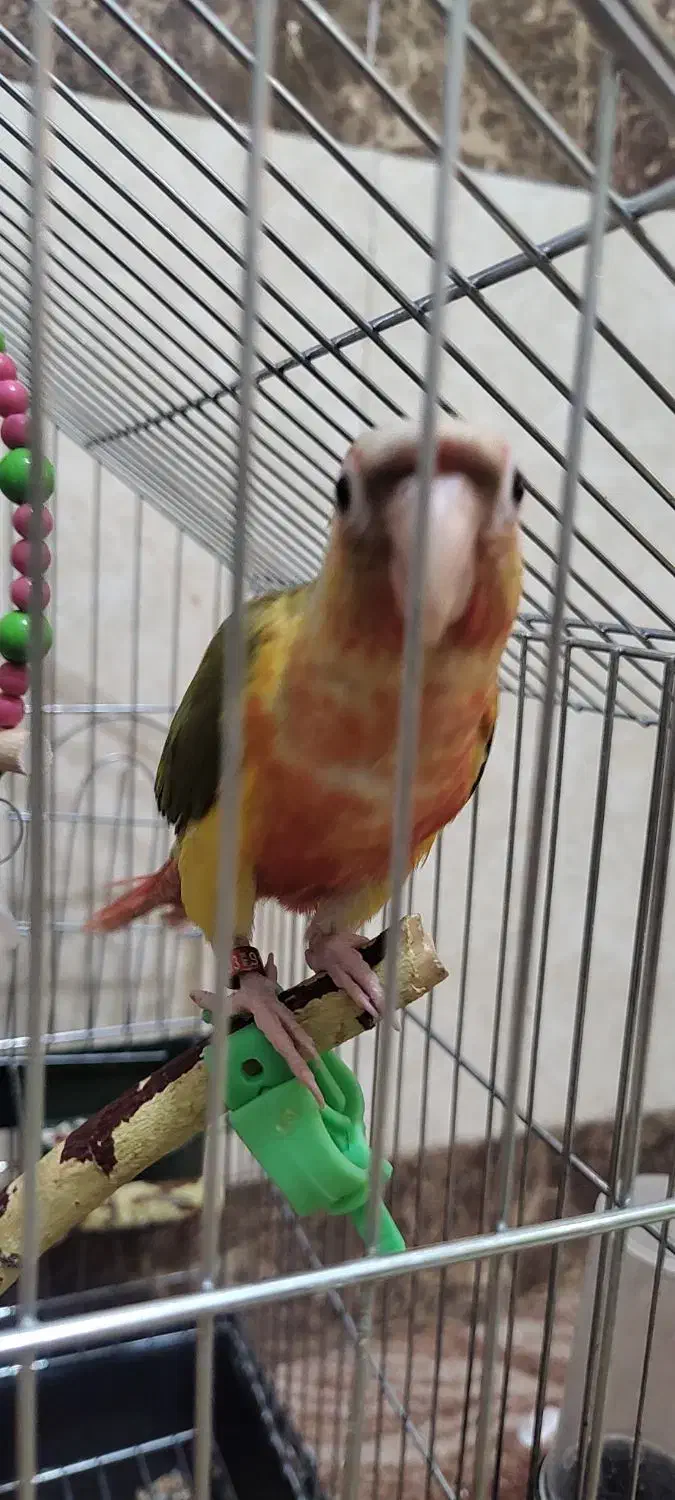 گرینچیک فول قرمز|پرنده|کارون, |دیوار