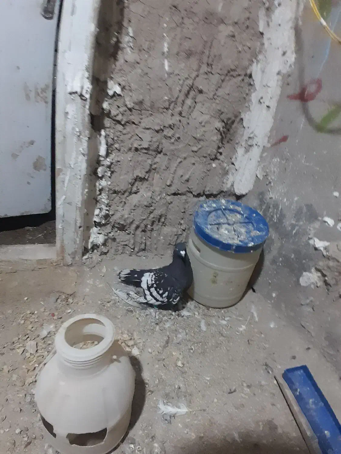 کبوتر|پرنده|شیروان (خراسان), |دیوار