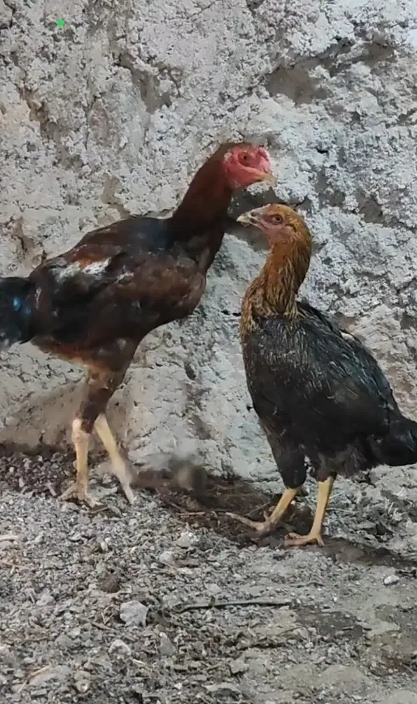 تعدادی مرغ و خروس لاری تاج مهر ۷ ماهه ۴ دانگ|حیوانات مزرعه|مشگین شهر, |دیوار