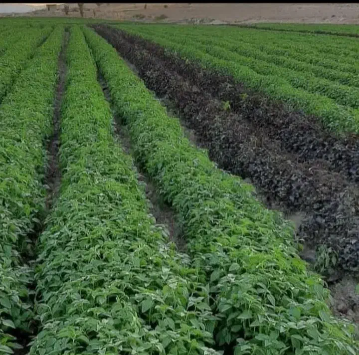 سبزی خورشتی ،وخوردنی|خوردنی و آشامیدنی|خرم‌آباد, |دیوار