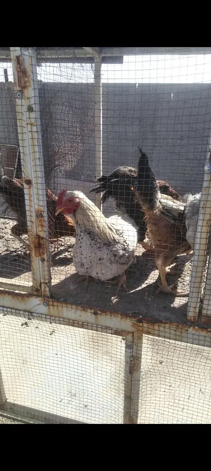 جوجه مرغ خروس|حیوانات مزرعه|رضویه, |دیوار