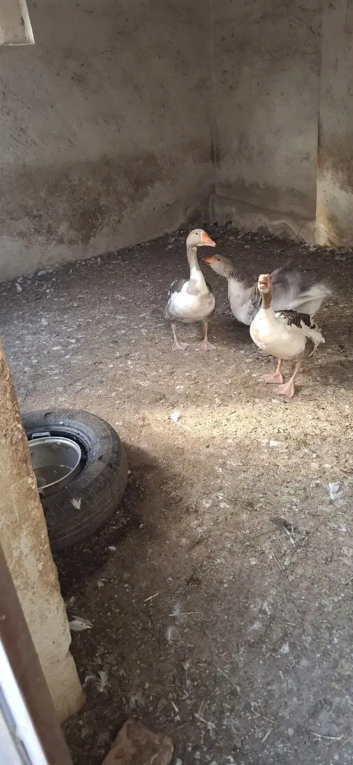 غاز|حیوانات مزرعه|سهند, |دیوار