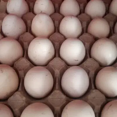 تخم مرغ دورگ نطفه دار|حیوانات مزرعه|مینودشت, |دیوار