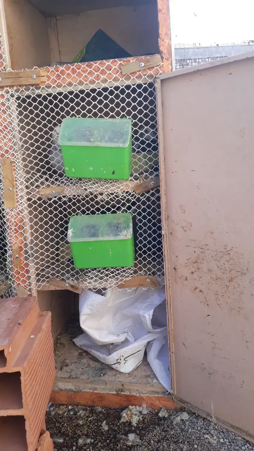 جفتگاه ۱۲تایی فلزی|لوازم جانبی حیوانات|رفسنجان, |دیوار