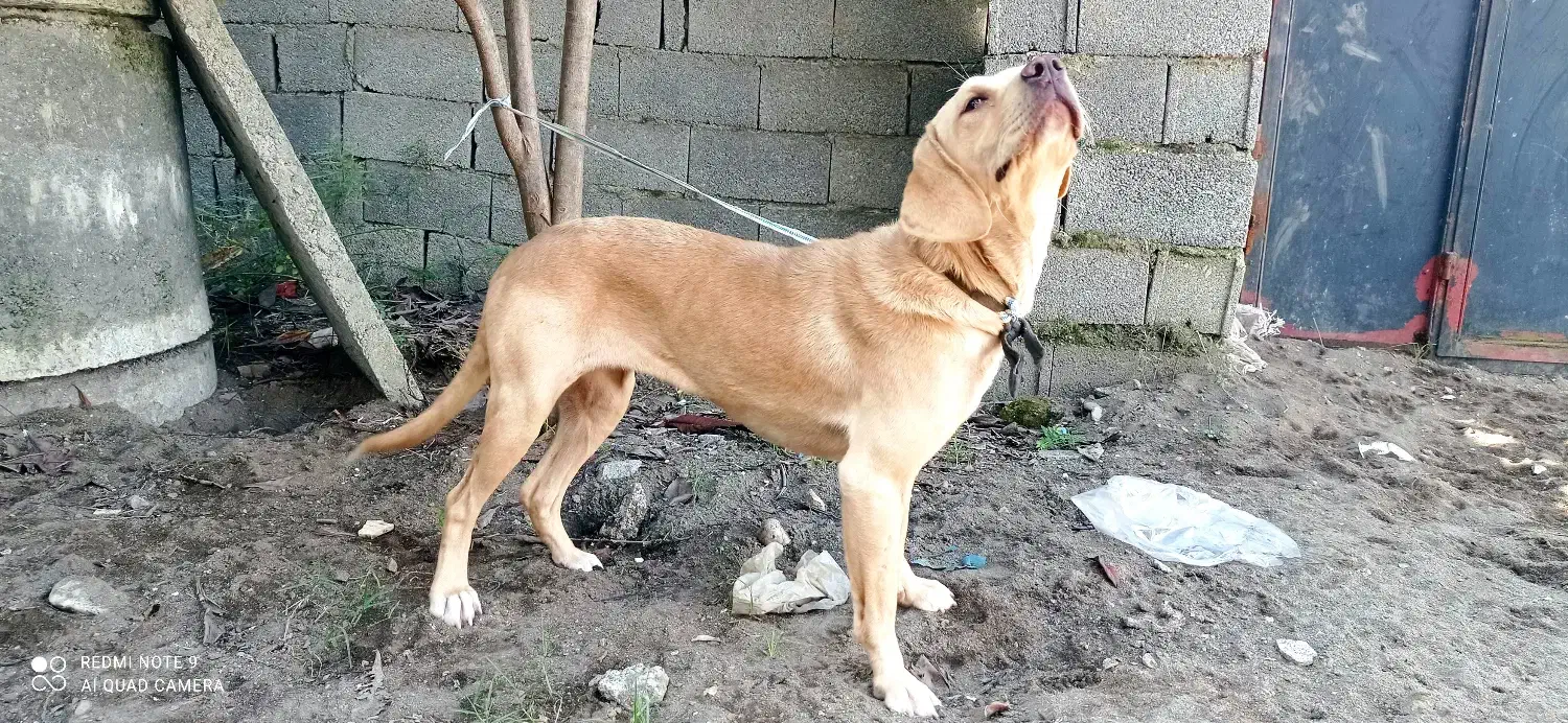 سگ شکاری|سگ|رشت, حمیدیان|دیوار