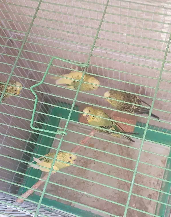 پرنده|پرنده|تهران, شهرک چیتگر|دیوار