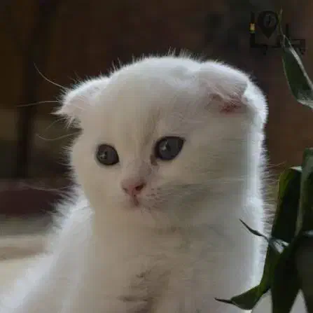 اسکاتیش|گربه|بندرعباس, |دیوار