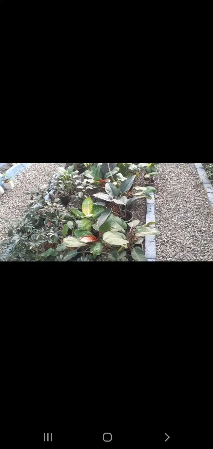 واگذاری گلخانه|گل و گیاه طبیعی|یزد, |دیوار