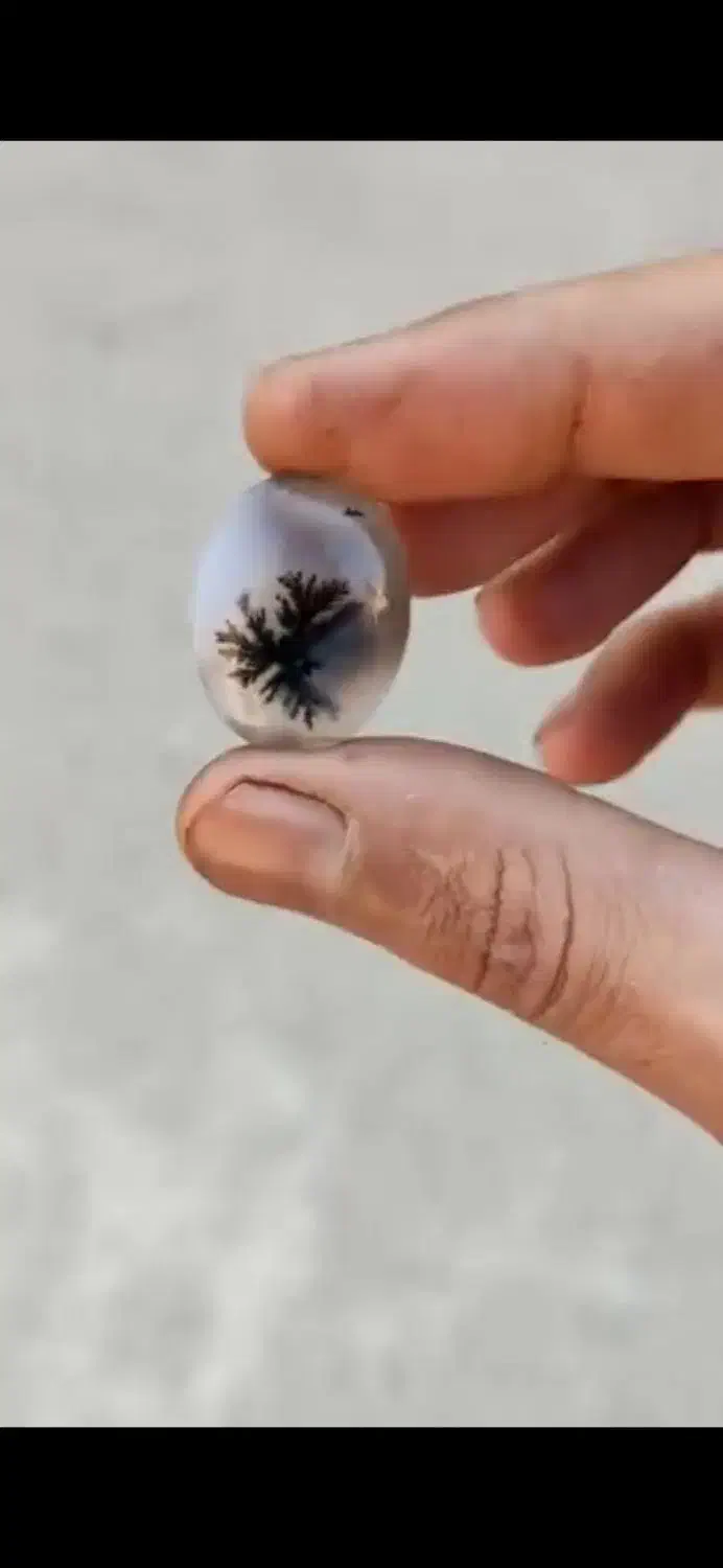 شجر قائن شجر تک درخت شجر مشکی|جواهرات|خمینیشهر, |دیوار