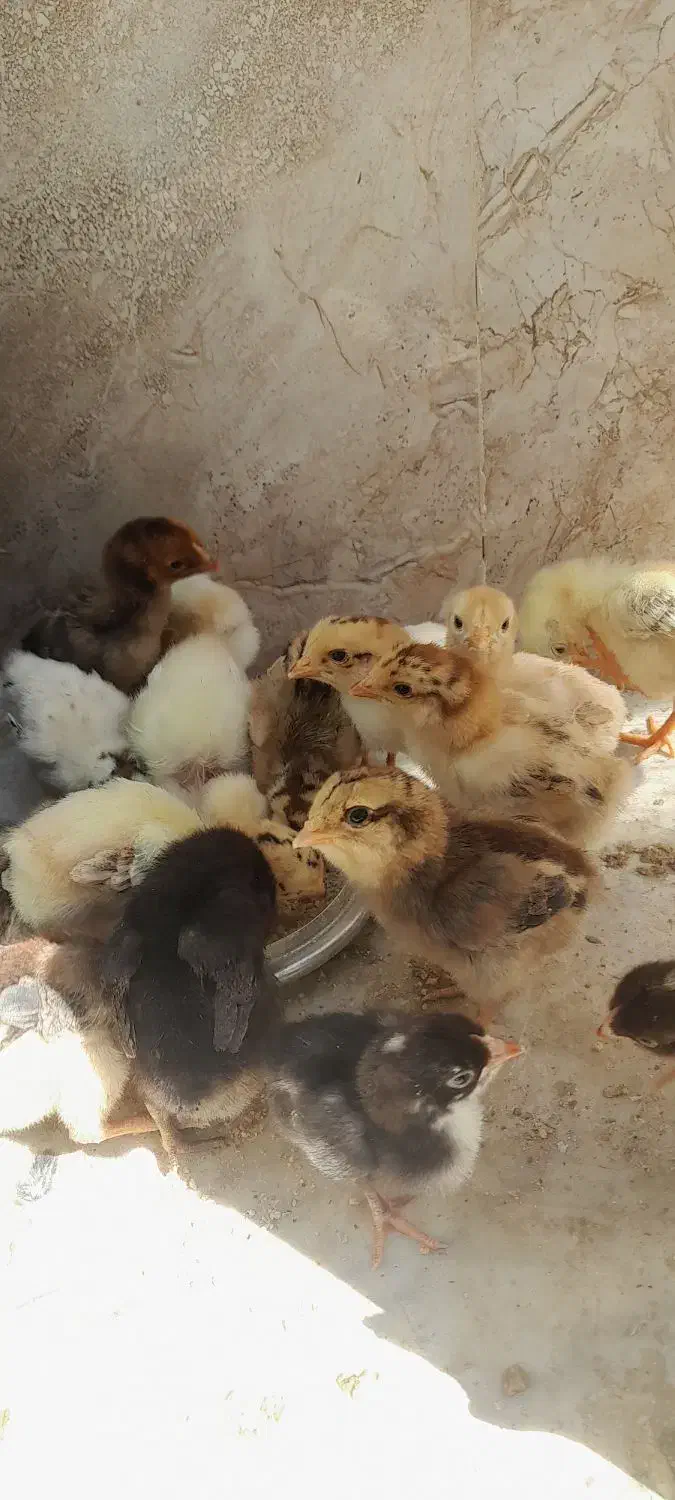 جوجه و مرغ و خروس لاری بوقلمون|حیوانات مزرعه|زابل, |دیوار