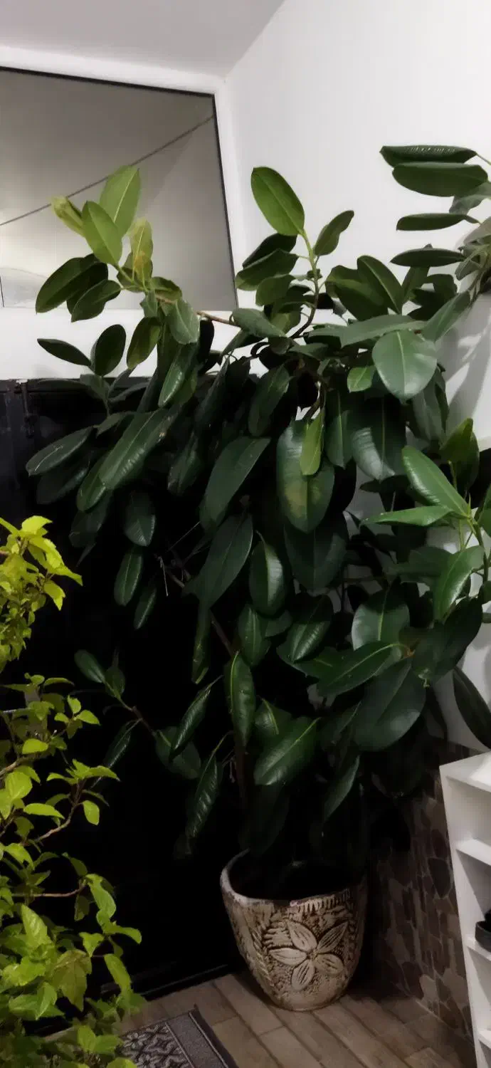 گل وگیاه|گل و گیاه طبیعی|سیلوانه, |دیوار