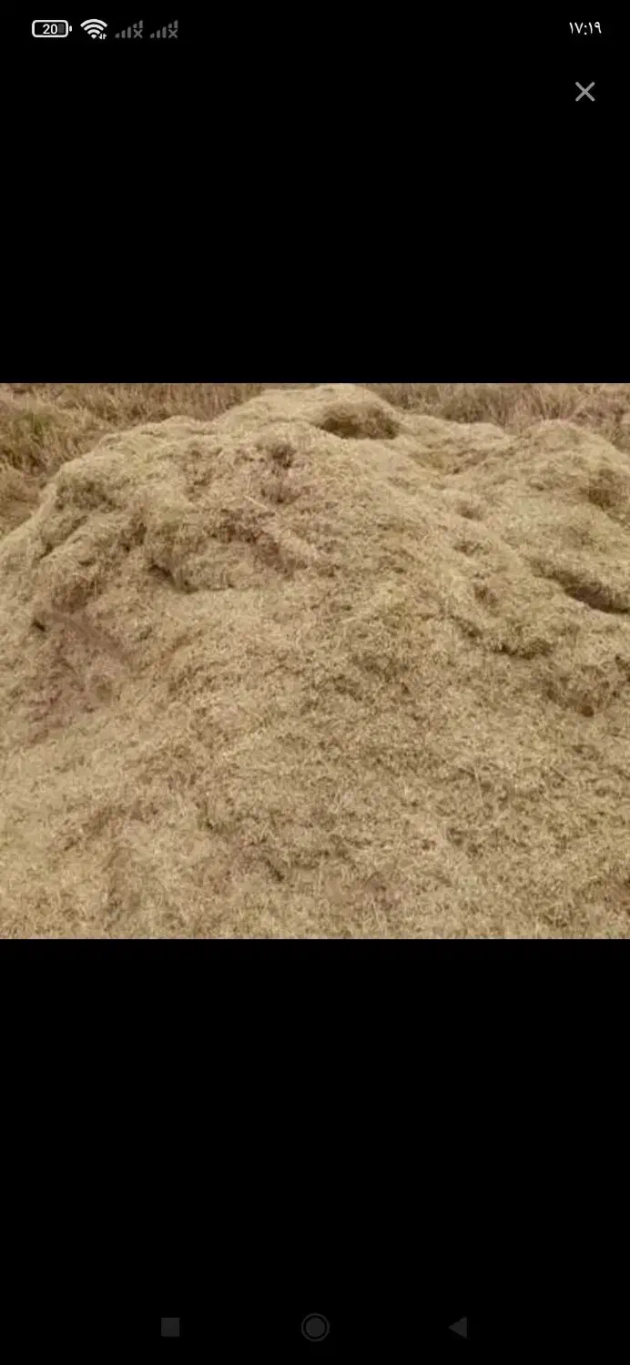 کاه گندم|گل و گیاه طبیعی|سراجو, |دیوار