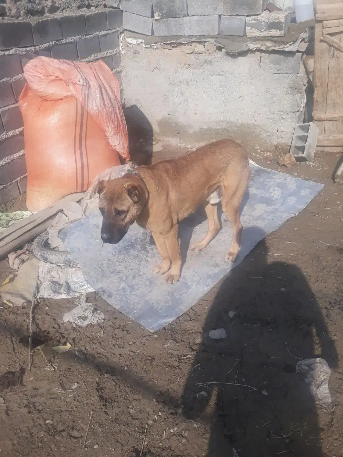 سگ خراسانی|سگ|شیروان (خراسان), |دیوار