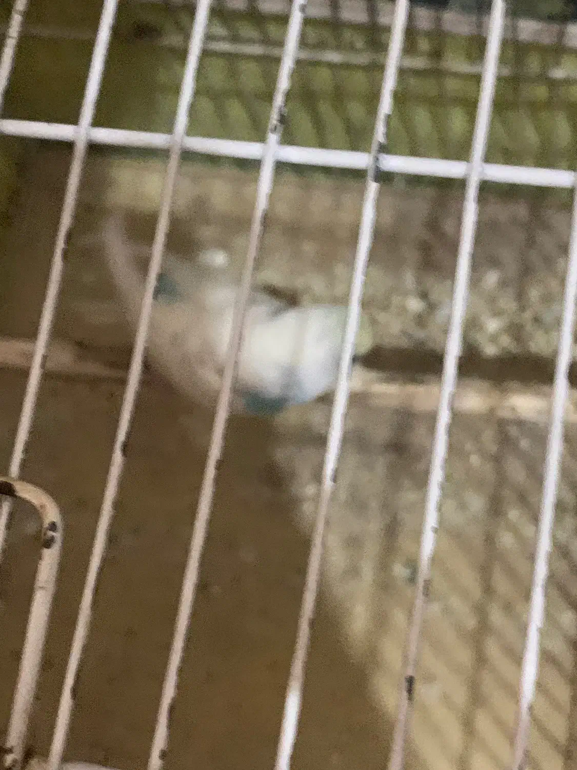 ی جفت فنچ مولد با ی مرغ عشق ماده|پرنده|اسلام‌شهر, شهرک سعیدیه|دیوار