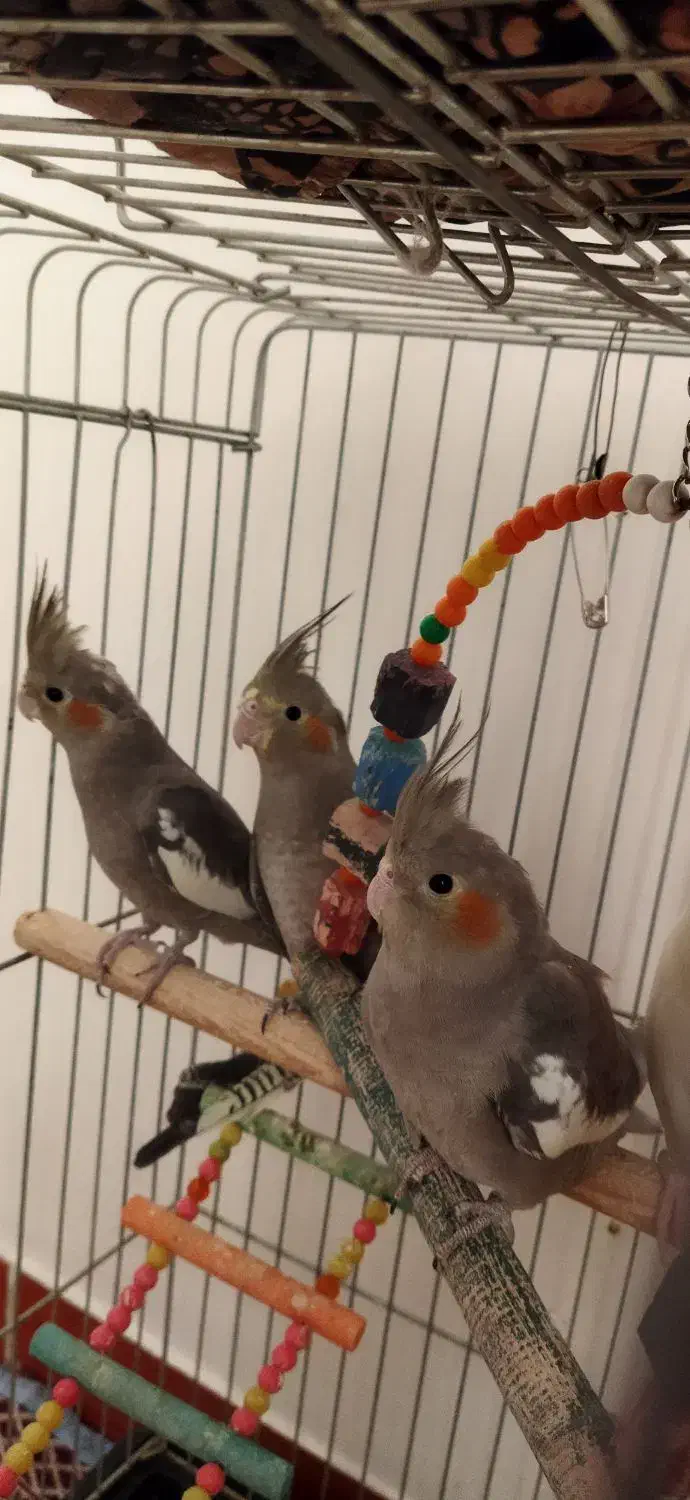 عروس پاریس|پرنده|شاهین دژ, |دیوار