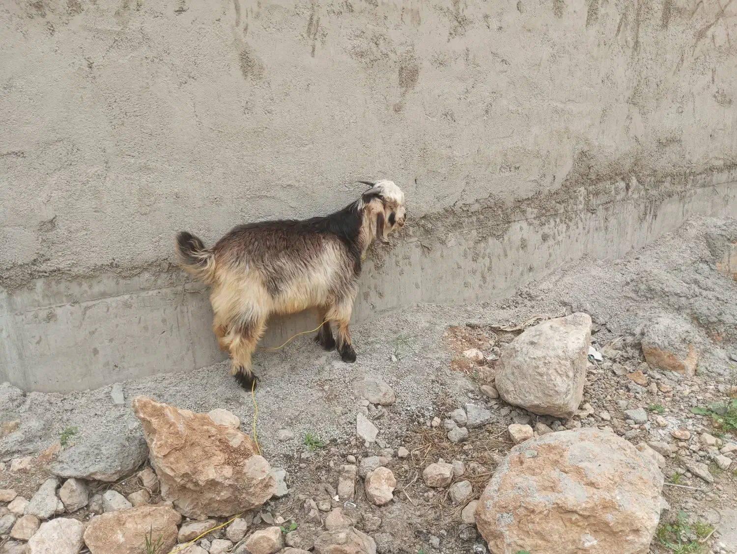 بیگ|حیوانات مزرعه|ایذه, |دیوار