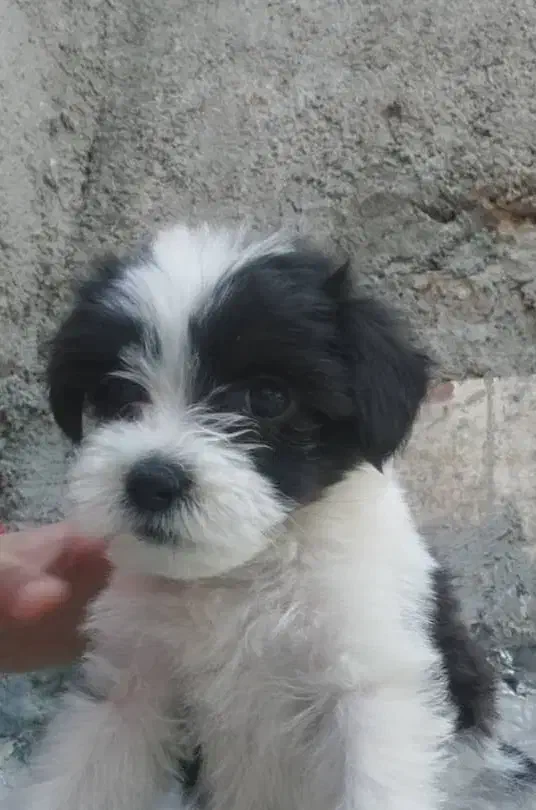 توله مینیاتوری|سگ|خاوران, |دیوار