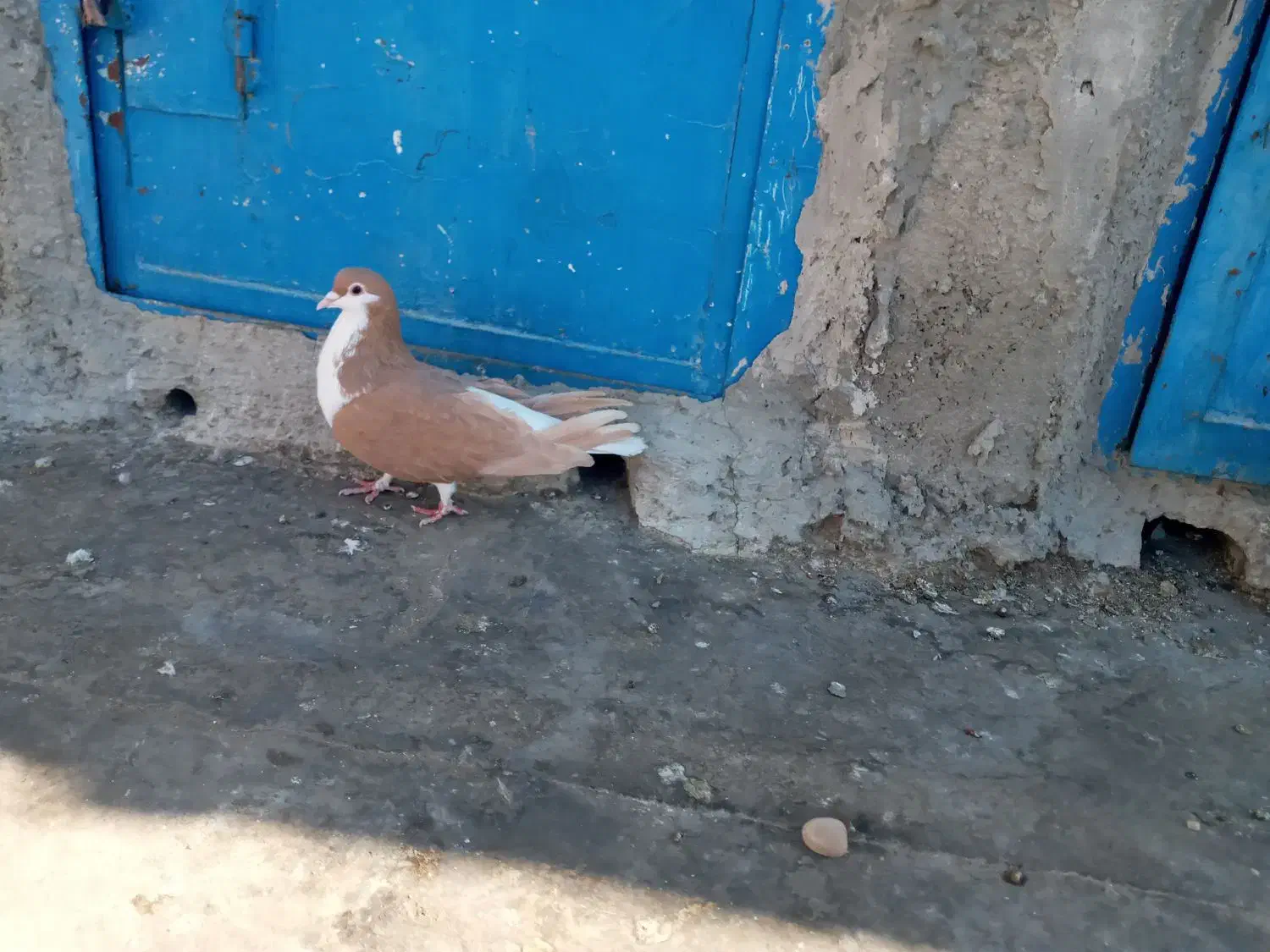 ساده زرد ماده|پرنده|اسفراین, |دیوار